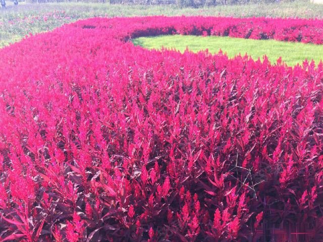 【10图】崇明周边绿地长岛1室1厅1卫60,