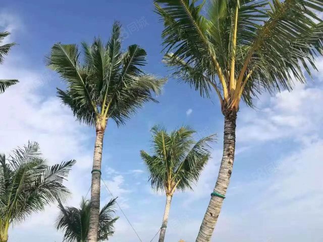 【9图】《出售》海外置业马来西亚森林城市免