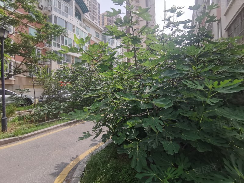 金沙花园,长江中路5号-青岛金沙花园二手房,租房,房价