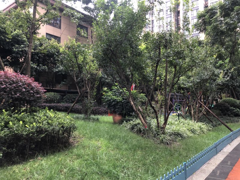 蓝光金双楠(1期)