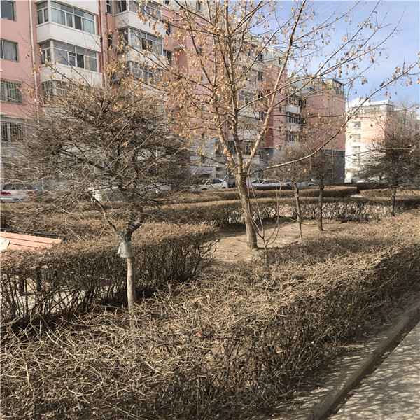 阳光馨园二期(龙凤,馨园路-大庆阳光馨园二期(龙凤)二手房,租房,房价