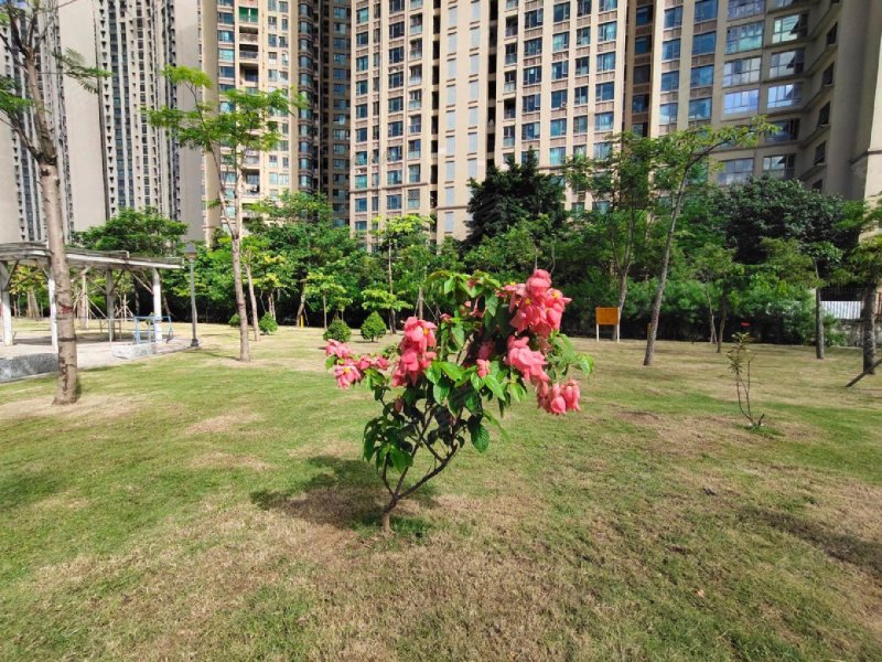 澜湾花园,金牛东路,近翠景路-深圳澜湾花园二手房