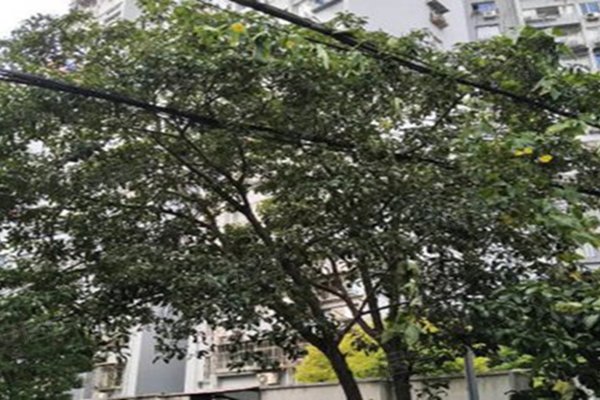 五莲人口碑_五莲原浆