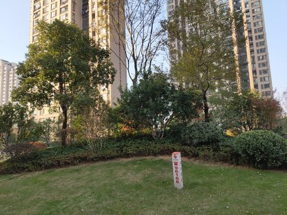 保利金香槟