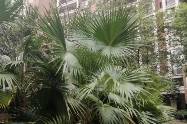 怎么样,好不好_伍敏华解读:小区设有游泳池一个-肇庆安居客
