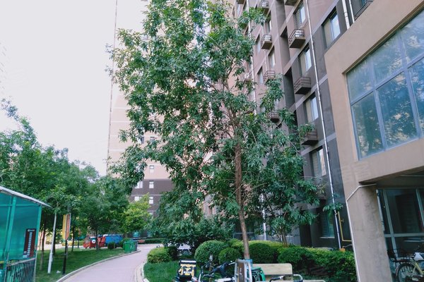 石家庄有哪些大型小区 600x400c.jpg?t=1