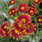 孤芳自赏