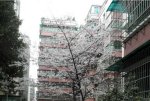 凤凰翠堤5133元/平米