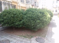 240x180.jpg?t=1