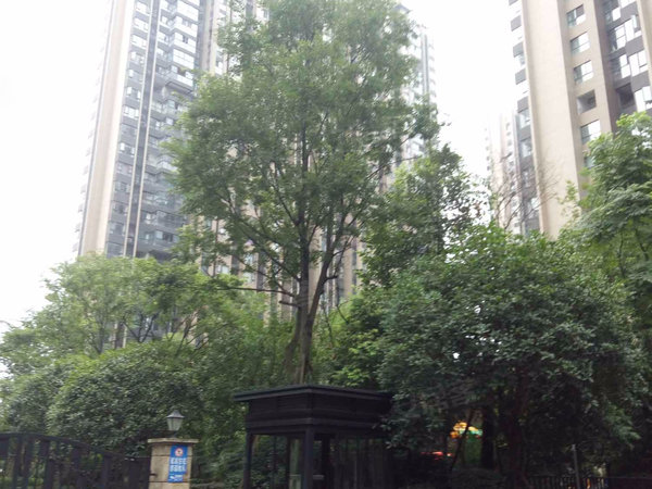 绿地国际花都三期,创智南一路39号-成都绿地国际花都
