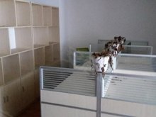 何帅电话:15680781595,何帅商业地产店铺-成都