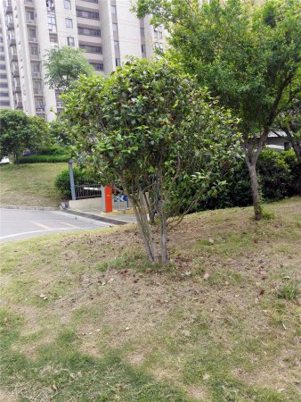 紫金墨香苑产权置换房可以交易 看房方便 出行