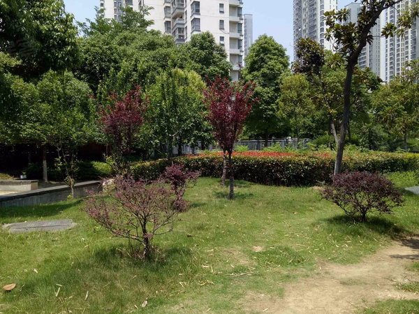 滨湖明珠(西区)