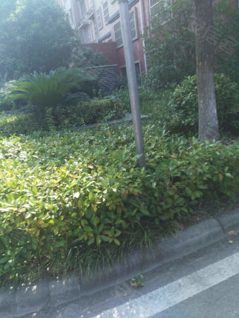 张泾镇中心 精装复式公寓 买,一层做两层优惠推出速抢配套成熟图片
