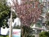 紫荆四村租房2600元/月