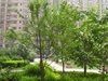 珠江帝景租房6800元/月