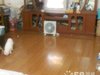 七宝陈家塘租房1200元/月