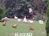 金沙丽晶苑(一至二期）租房4000元/月