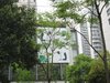 新湖明珠城（一至三期）租房300元/月