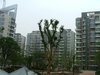 凤凰和熙租房850元/月