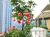 蕙兰雅居租房5000元/月