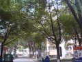 碧树园