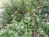 东湖花园租房2200元/月