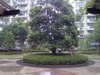 三湘四季花城租房350元/月