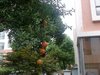 御花园租房7000元/月
