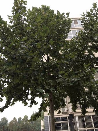 栾城区 新开大街裕泰路 春熙雅苑 首付15万 紧