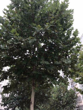 栾城区 新开大街裕泰路 春熙雅苑 首付15万 紧