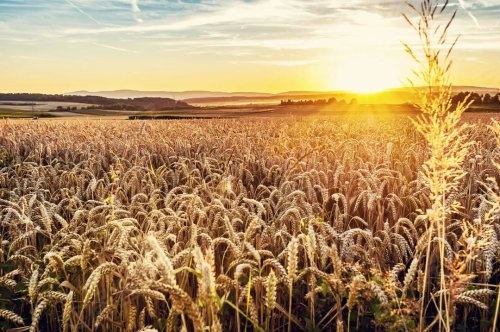 金色秋天大丰收 500x375n.jpg