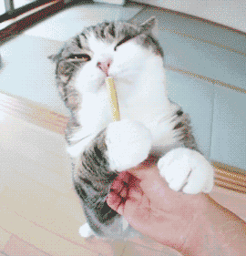 英国短毛猫,美国短毛猫,    俄罗斯蓝猫,波斯猫.