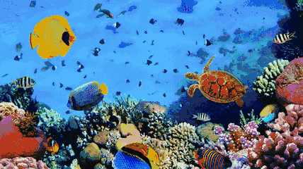 壁纸 海底 海底世界 海洋馆 水族馆 桌面 428_240 gif 动态图 动图