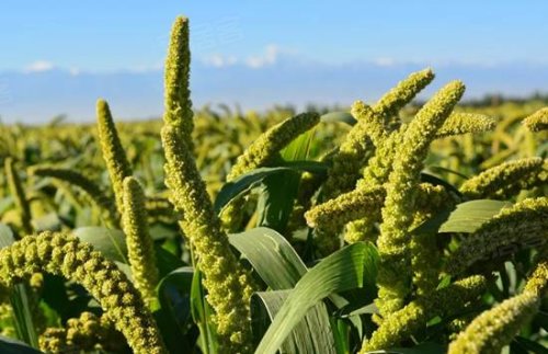 那饱满的穗子,缀满了珍珠一样的果实,俯首悬垂如虹.无边无际