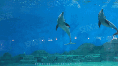1月25日海豚入驻抚仙湖