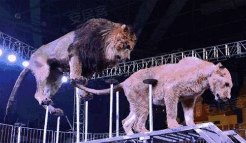 【门票免费送】皇家马戏团空降荆州价值98元门票免费送