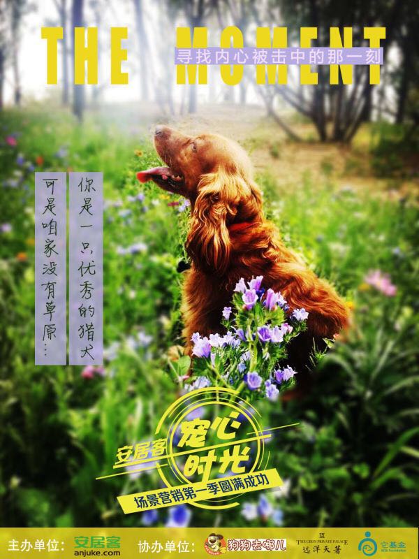 安居首季场景营销 《宠心时光》落幕