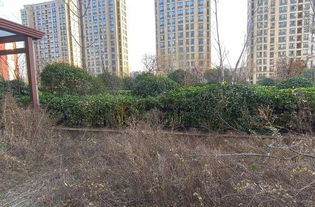 边户带院子，毛坯未住，4叶草户型，小高层，一梯两户，南北通透