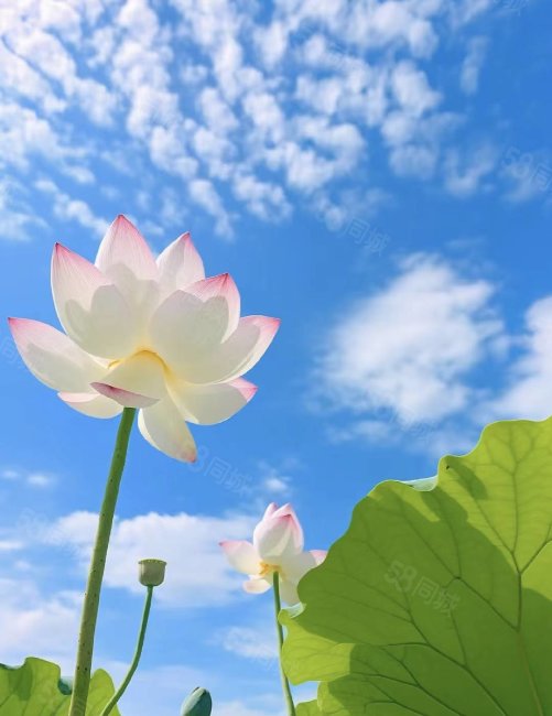 西湖旁金誉府好位置好楼层112平68万全天采光超大赠送