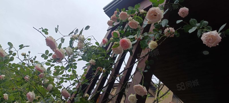 碧桂园凤凰城(别墅)7室3厅4卫253㎡南北418万