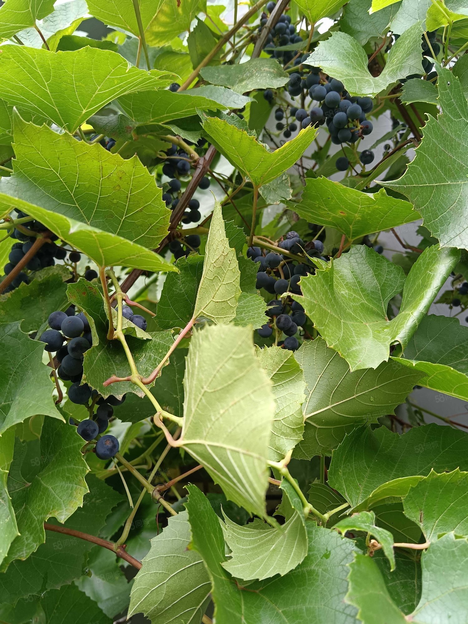 四合小区2室1厅1卫56㎡南7万