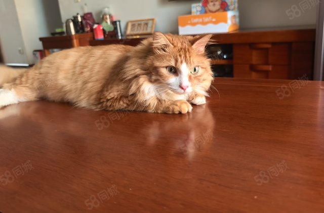 看房随时 凤凰新城(西区) 高楼层视野好 板楼 诚意出