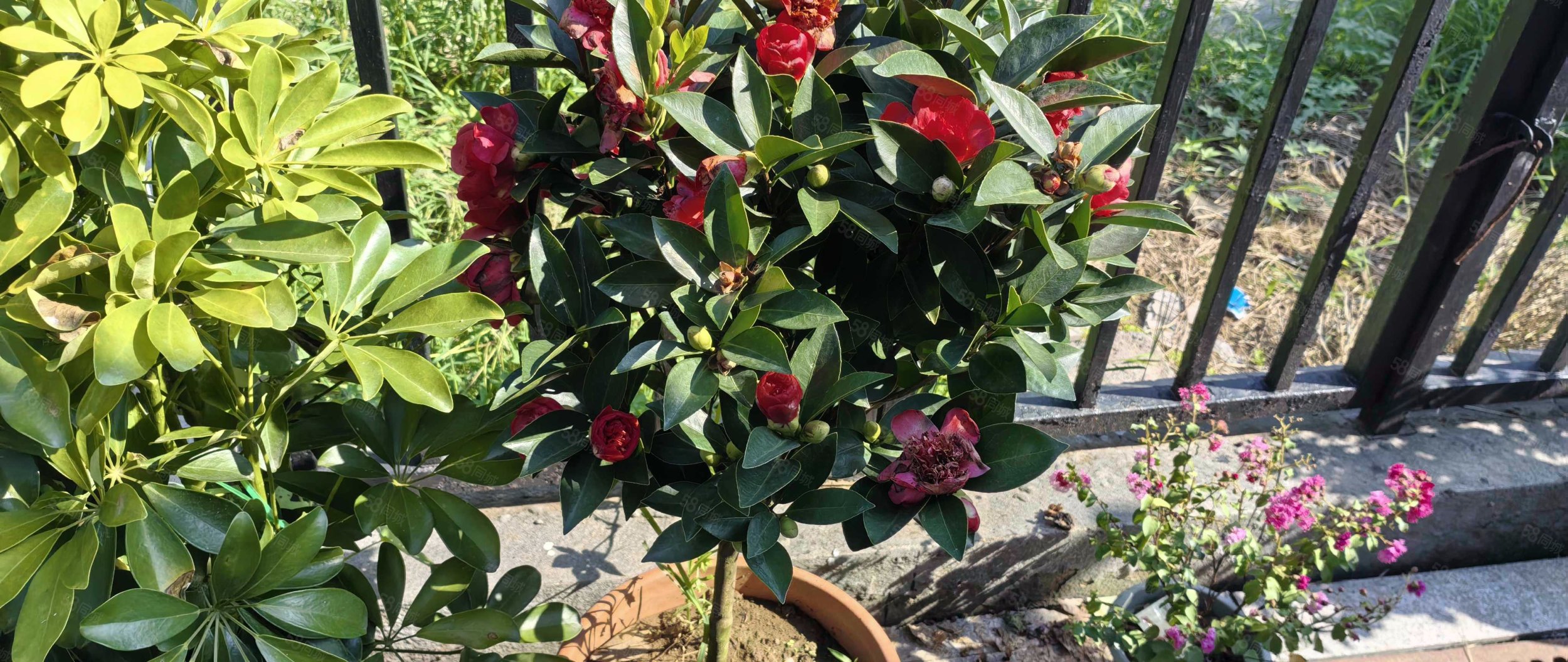 水色時光別墅6室3廳2衛(wèi)218.47㎡南北498萬