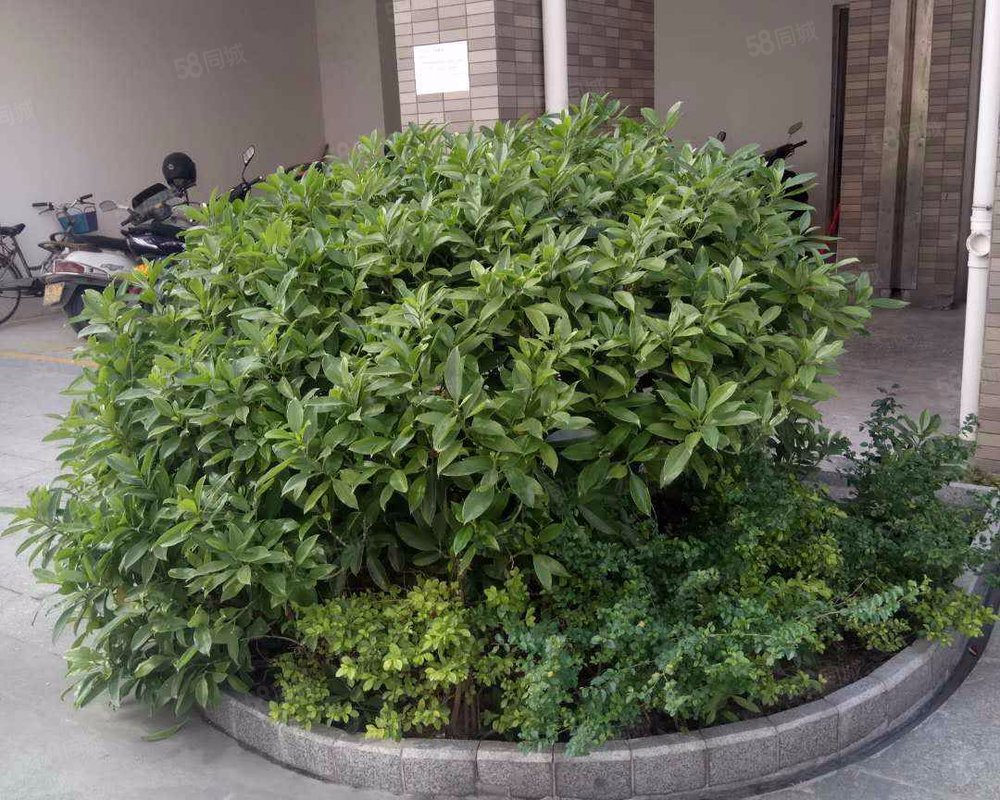 【嘉裕华轩, 嘉裕华轩小区详情,房价走势,房源,业主论坛】- 佛山58