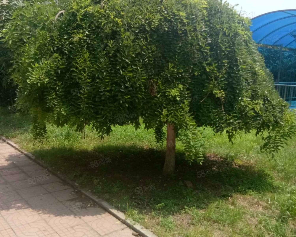 【瑞士花园, 瑞士花园小区详情,房价走势,房源,业主论坛】- 青岛58