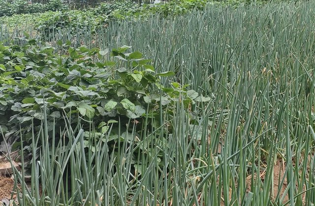 急售一实验时代中通豪园 复式独栋带二亩地大院子送车位新区政府