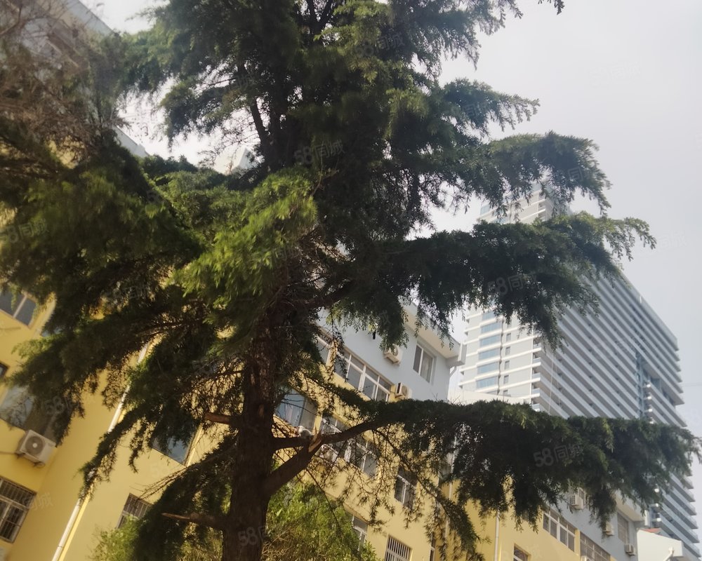 【樱花园小区, 樱花园小区小区详情,房价走势,房源,业主论坛】- 日照