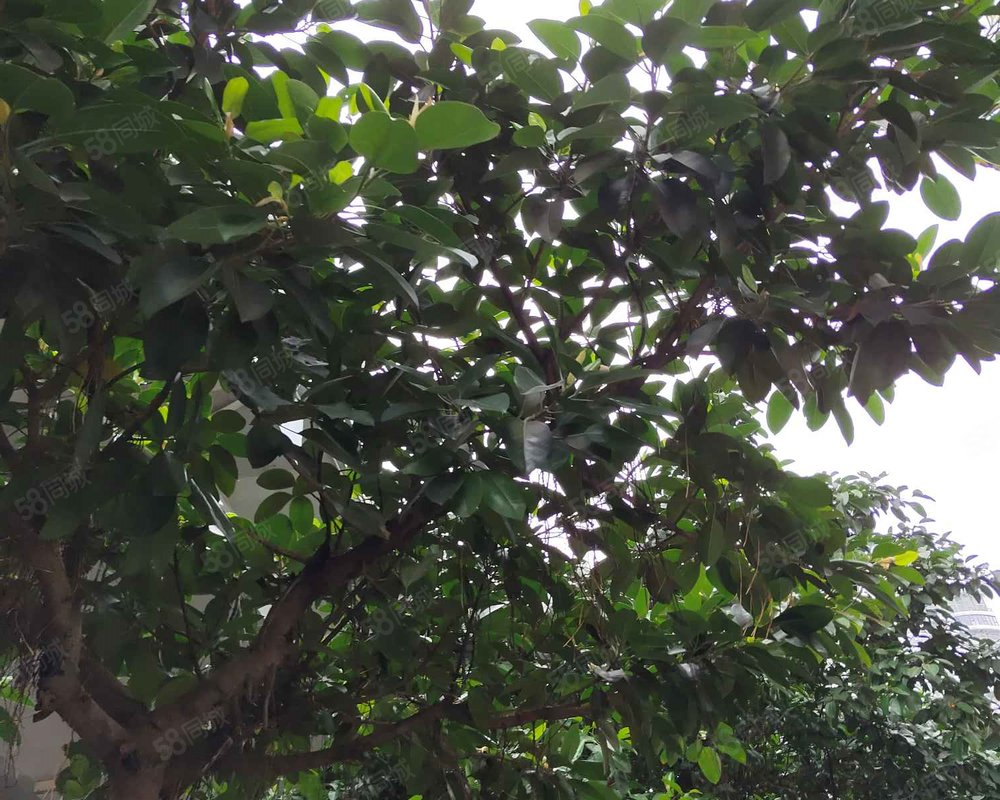 华新商业大厦小区详情,房价走势,房源,业主论坛】- 海口58同城