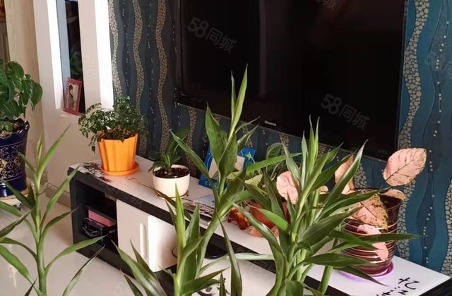 望奎城区二手房网,望奎城区房产网,望奎城区二手房买卖出售交易信息